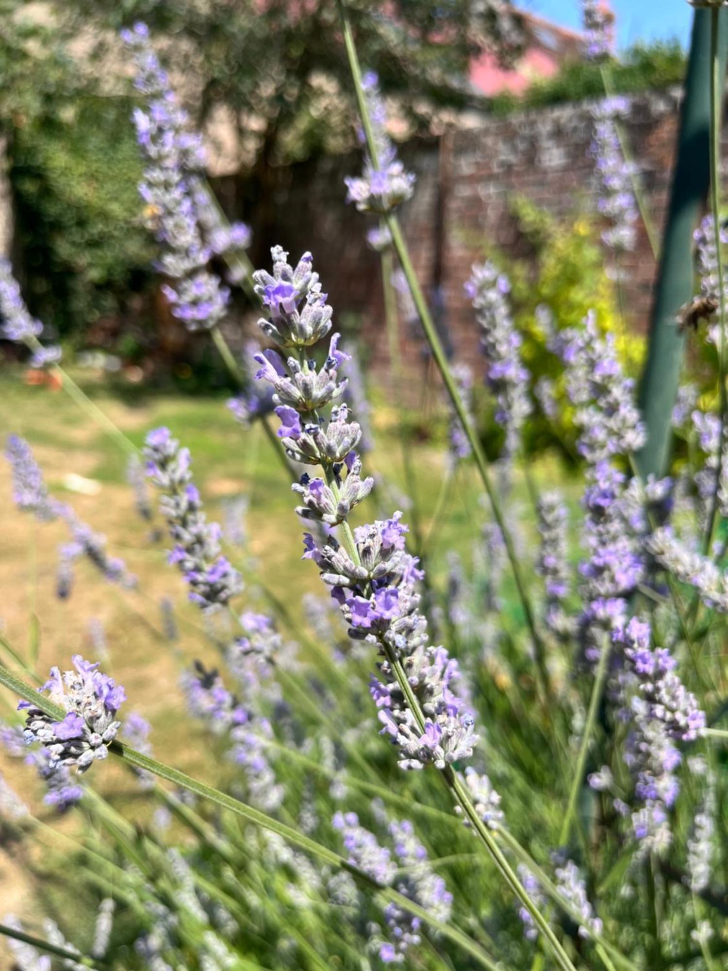 Maison Chaleureuse Avec Jardin - Pause Normande Sees Bagian luar foto